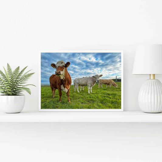 Liscannor Cattle PHOTO PRINT