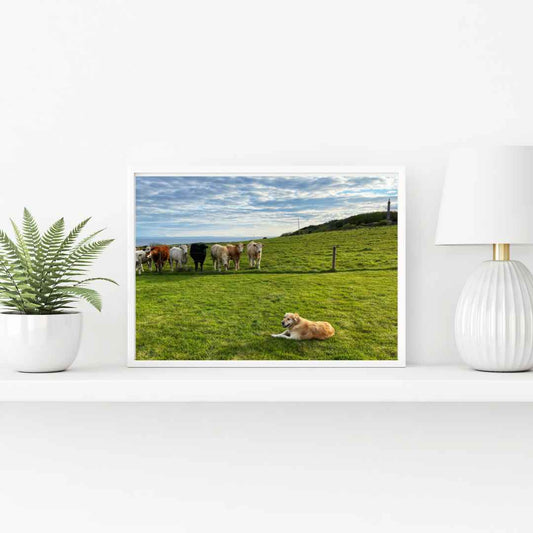 Liscannor Dog and her herd PHOTO PRINT