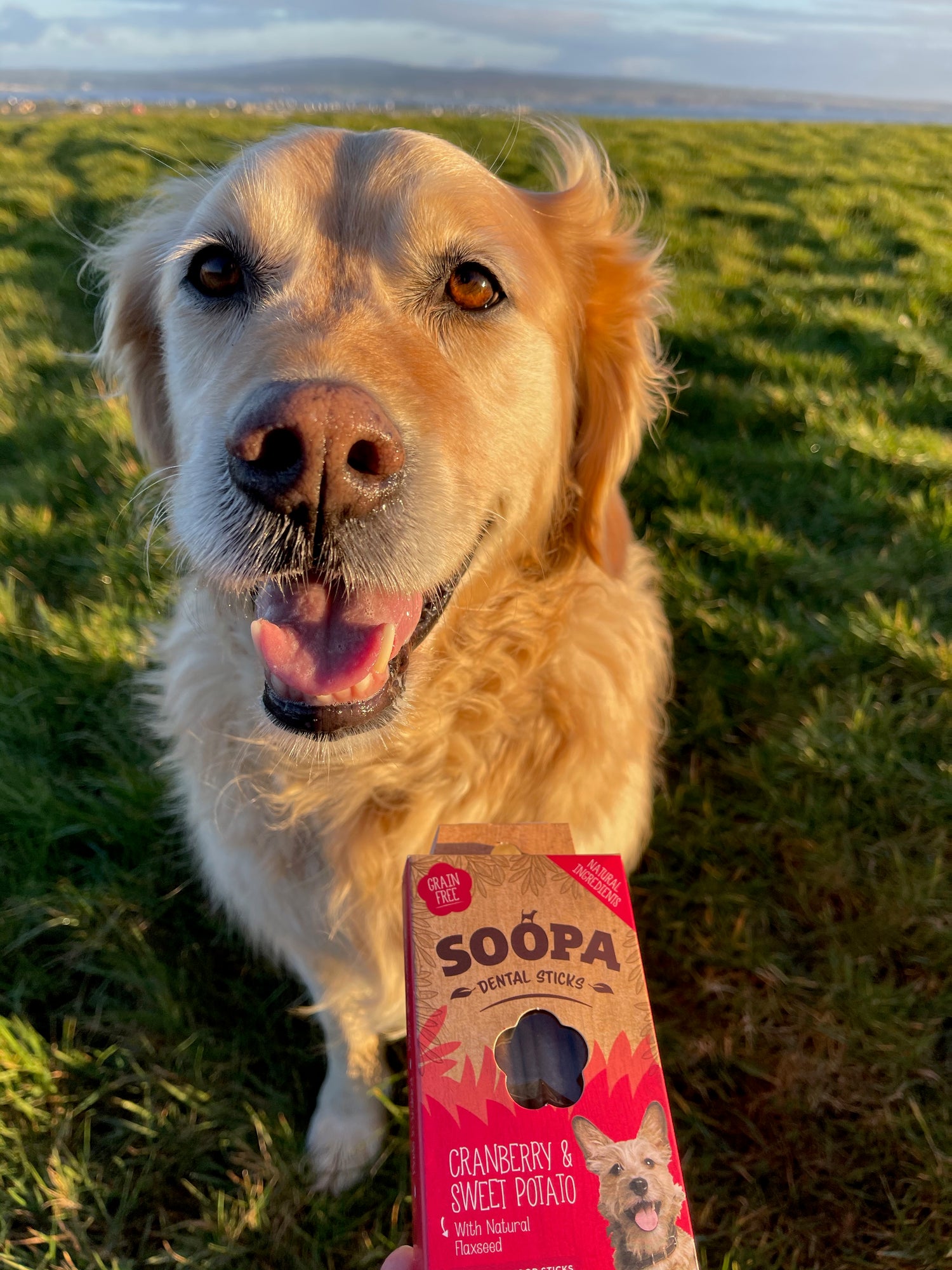 Sadie's PAWFect Picks