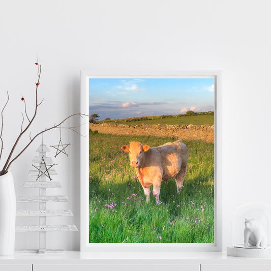 Tony's Meadow PHOTO PRINT