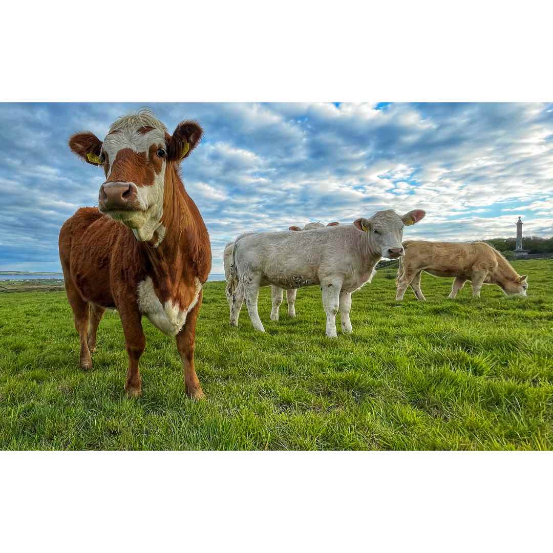 Liscannor Cattle PHOTO PRINT