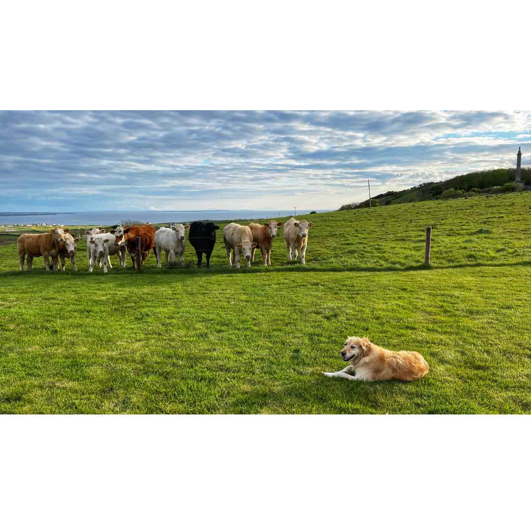 Liscannor Dog and her herd PHOTO PRINT